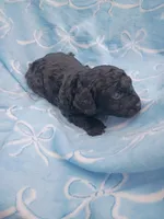 Otto, a male Poodle - Toy  for sale in Telephone, TX – Photo 1 of 4