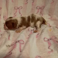 sophia , a female Cavalier King Charles Spaniel for sale in Telephone, TX – Photo 2 of 2