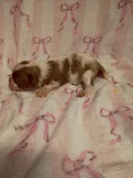 sophia , a female Cavalier King Charles Spaniel for sale in Telephone, TX – Photo 2 of 2