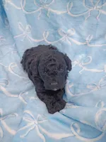 Otto, a male Poodle - Toy  for sale in Telephone, TX – Photo 2 of 4