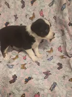 Roz, a female Toy Australian Shepherd for sale in Telephone, TX – Photo 3 of 3