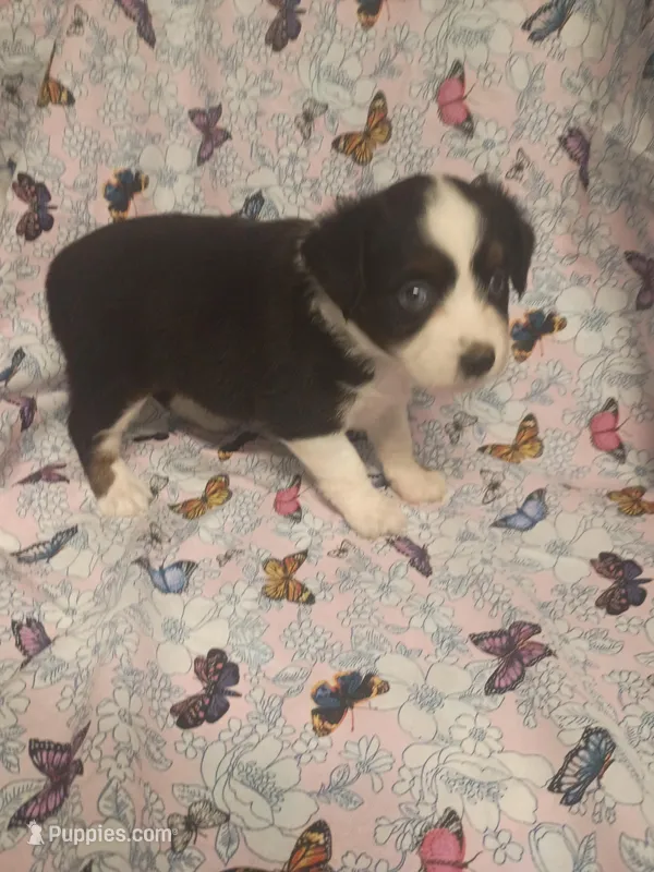 Roz – Toy Australian Shepherd puppy for sale in Telephone, TX