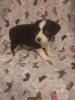 Roz, a female Toy Australian Shepherd for sale in Telephone, TX – Photo 2 of 3