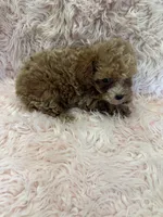 june, a  Poodle - Toy  for sale in Telephone, TX – 2 of 3