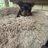 Josey, a female Yorkshire Terrier for sale in Telephone, TX – Photo 1 of 4