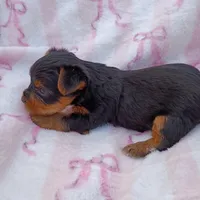 Josey, a female Yorkshire Terrier for sale in Telephone, TX – Photo 4 of 4