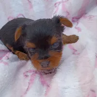 Josey, a female Yorkshire Terrier for sale in Telephone, TX – Photo 3 of 4