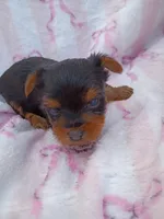 Josey, a female Yorkshire Terrier for sale in Telephone, TX – Photo 1 of 2