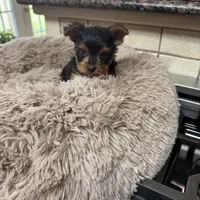 Josey, a female Yorkshire Terrier for sale in Telephone, TX – Photo 2 of 4