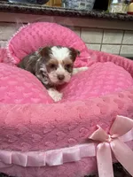 Rosa, a female Yorkshire Terrier for sale in Telephone, TX – 3 of 4