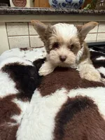 Rosa, a female Yorkshire Terrier for sale in Telephone, TX – 3 of 7
