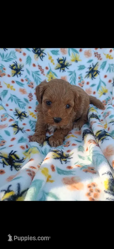 Kramer – Cavapoo puppy for sale in Telephone, TX