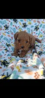 Kramer, a male Cavapoo for sale in Telephone, TX – 1 of 2