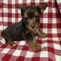 sprout, a male Yorkshire Terrier for sale in Telephone, TX – Photo 1 of 5