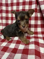 sprout, a male Yorkshire Terrier for sale in Telephone, TX – Photo 1 of 5