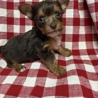 sprout, a male Yorkshire Terrier for sale in Telephone, TX – Photo 2 of 5