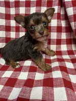 sprout, a male Yorkshire Terrier for sale in Telephone, TX – Photo 2 of 5