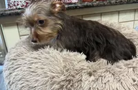 sprout, a male Yorkshire Terrier for sale in Telephone, TX – 2 of 7