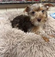 sprout, a male Yorkshire Terrier for sale in Telephone, TX – 1 of 7