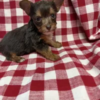 sprout, a male Yorkshire Terrier for sale in Telephone, TX – Photo 5 of 5