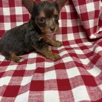 sprout, a male Yorkshire Terrier for sale in Telephone, TX – Photo 4 of 5