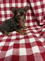 sprout, a male Yorkshire Terrier for sale in Telephone, TX – Photo 4 of 5