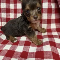 sprout, a male Yorkshire Terrier for sale in Telephone, TX – Photo 3 of 5