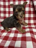 sprout, a male Yorkshire Terrier for sale in Telephone, TX – Photo 3 of 5