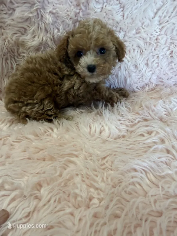 june – Poodle - Toy  puppy for sale in Telephone, TX