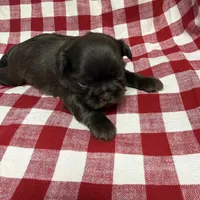 Moose, a male Shih Tzu for sale in Telephone, TX – Photo 2 of 5