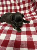 Moose, a male Shih Tzu for sale in Telephone, TX – Photo 2 of 3