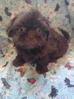 Moose, a male Shih Tzu for sale in Telephone, TX – Photo 4 of 5