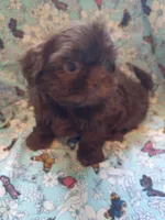 Moose, a male Shih Tzu for sale in Telephone, TX – Photo 5 of 5