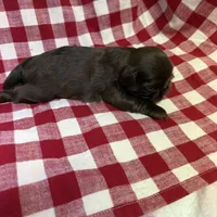 Moose, a male Shih Tzu for sale in Telephone, TX – Photo 3 of 5