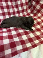 Moose, a male Shih Tzu for sale in Telephone, TX – Photo 3 of 3