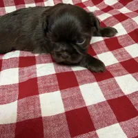 Moose, a male Shih Tzu for sale in Telephone, TX – Photo 1 of 5