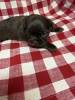 Moose, a male Shih Tzu for sale in Telephone, TX – Photo 1 of 3