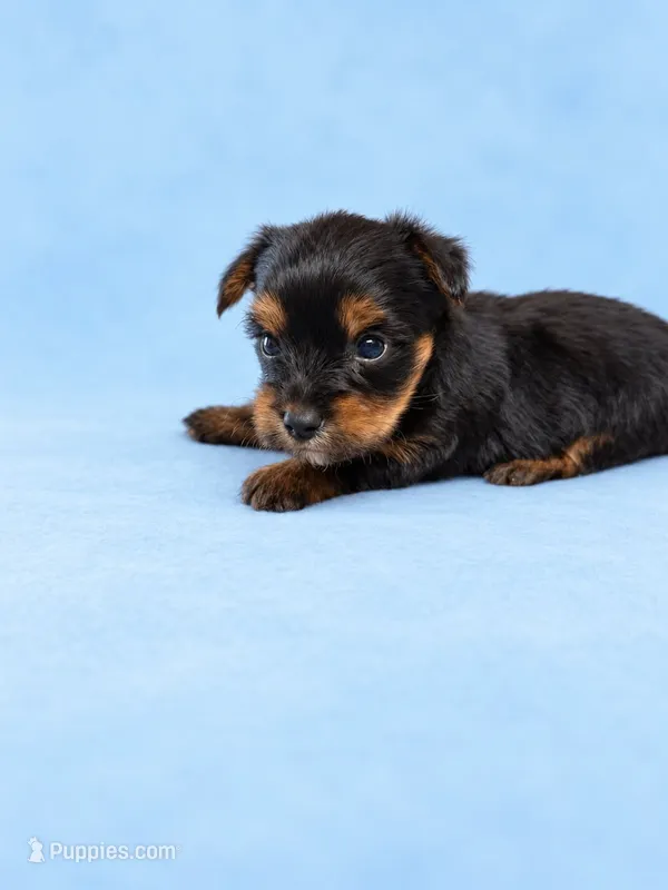Noah – Yorkshire Terrier puppy for sale in Telephone, TX