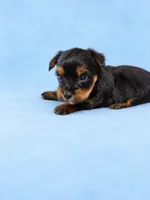 Noah, a male Yorkshire Terrier for sale in Telephone, TX – 1 of 1