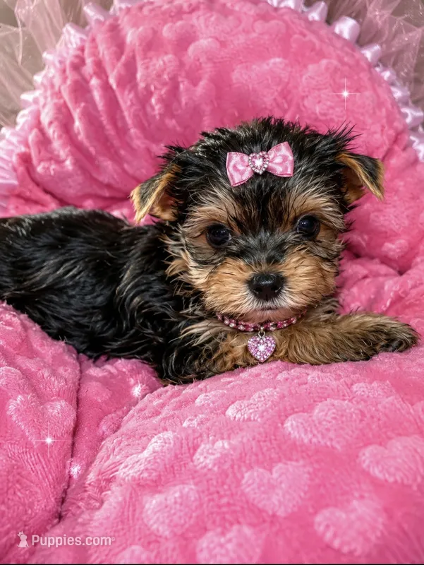 Janie – Yorkshire Terrier puppy for sale in Telephone, TX