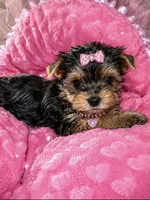 Janie, a female Yorkshire Terrier for sale in Telephone, TX – 1 of 1