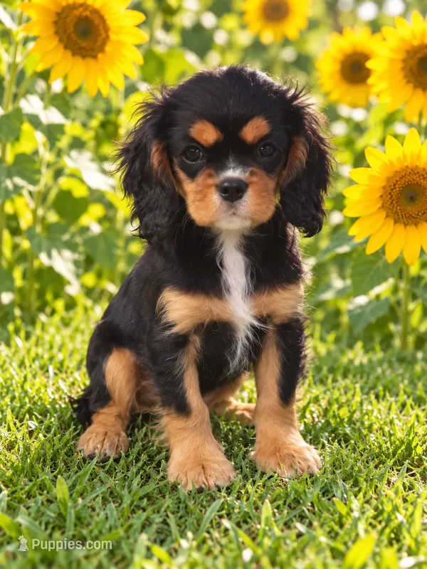 Francine – Cavalier King Charles Spaniel puppy for sale in Telephone, TX