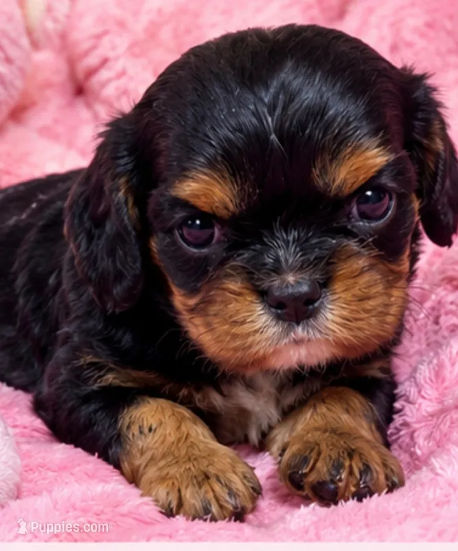 Bernice – Cavalier King Charles Spaniel puppy for sale in Telephone, TX