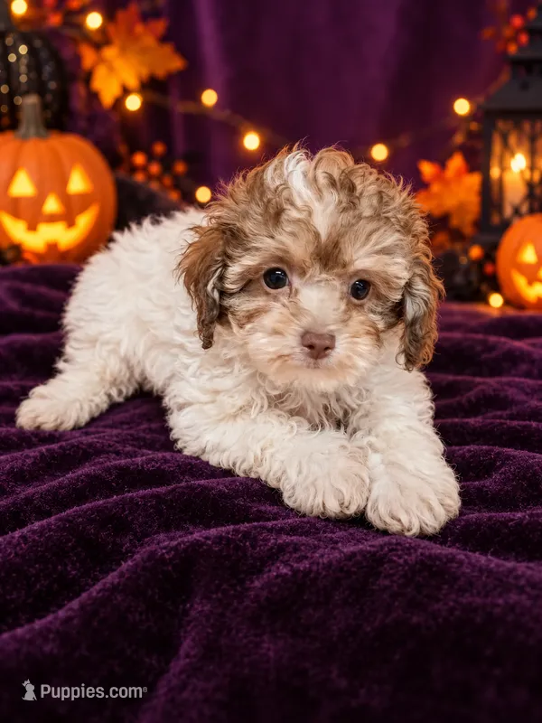 Gaston – Poodle - Toy  puppy for sale in Telephone, TX