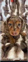 expresso , a male Miniature Dachshund for sale in Telephone, TX – Photo 3 of 3