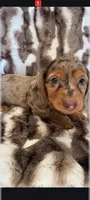 expresso , a male Miniature Dachshund for sale in Telephone, TX – Photo 1 of 3
