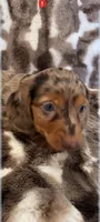 expresso , a male Miniature Dachshund for sale in Telephone, TX – Photo 2 of 3