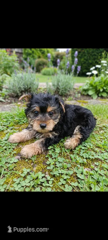 Olive – Yorkshire Terrier puppy for sale in Telephone, TX