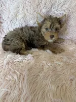 Betty, a female Yorkshire Terrier for sale in Telephone, TX – 2 of 2