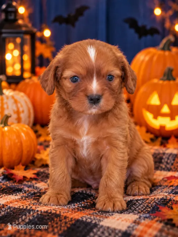 hector – Cavalier King Charles Spaniel puppy for sale in Telephone, TX